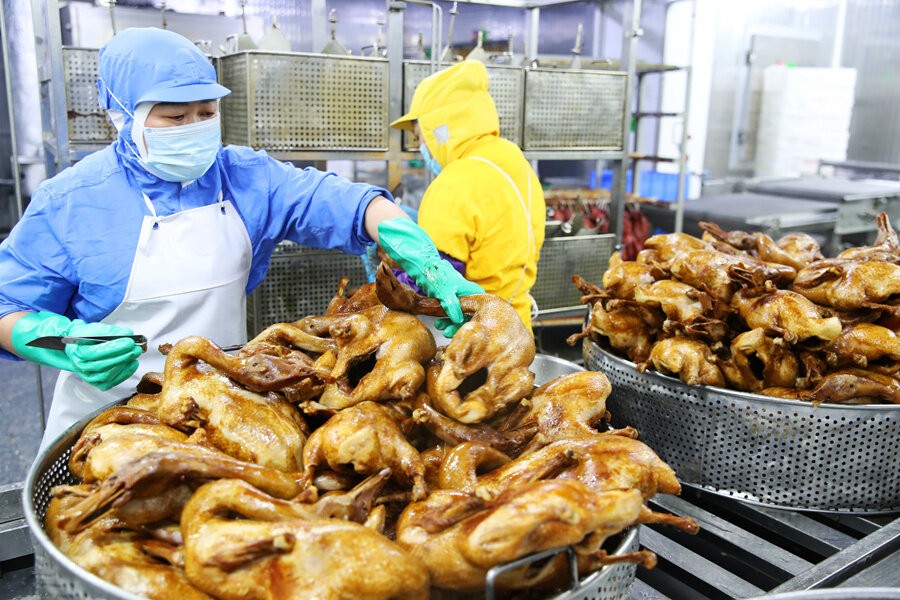 唐順興：300對乳鴿起家“養(yǎng)出”15億產值全產業(yè)鏈