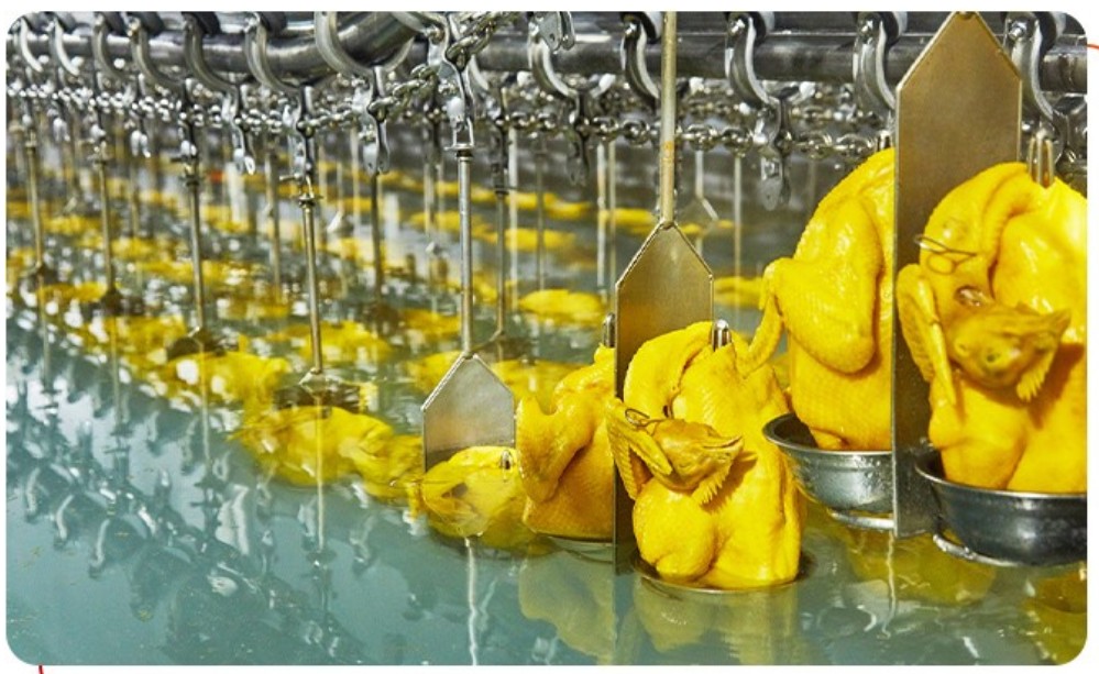 唐順興：從養(yǎng)殖到餐桌，全產(chǎn)業(yè)鏈?zhǔn)刈o(hù)食品安全與品質(zhì)