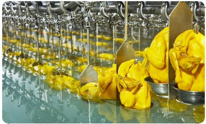 餐館如何選購(gòu)白切雞食材供應(yīng)商？