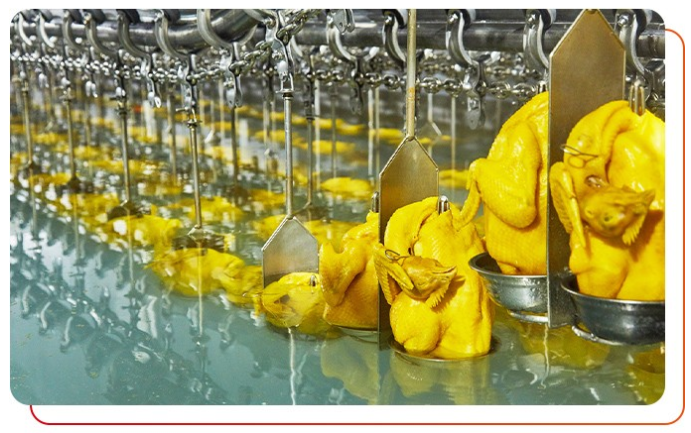 白切雞食材供應(yīng)商加工過程中注意事項