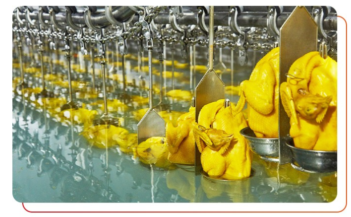 選擇白切雞食材供應(yīng)商注意事項