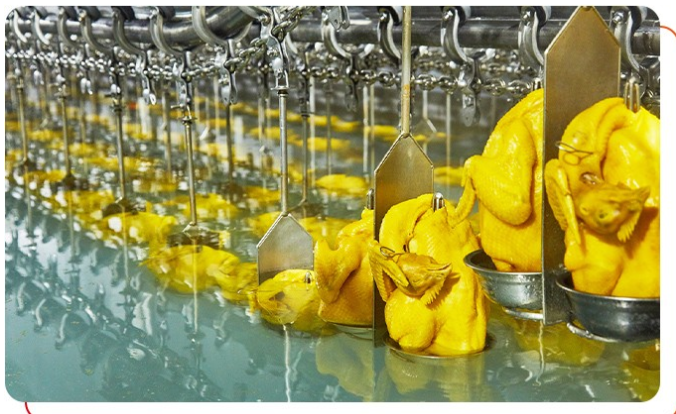 白切雞供應(yīng)商批發(fā)屠宰要求