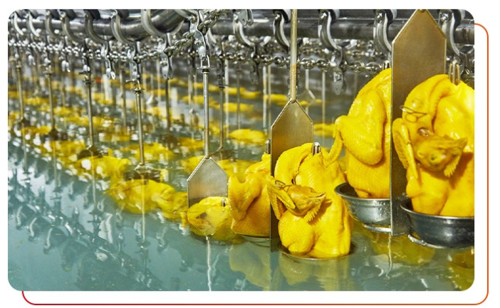 作為白切雞食材供應(yīng)商需要注意什么？